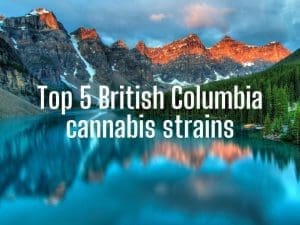 Top 5 British Columbia cannabis strains
