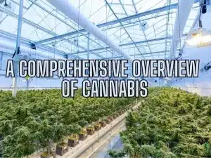 A Comprehensive Overview of Cannabis
