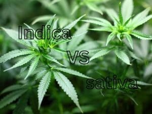 indica vs sativa