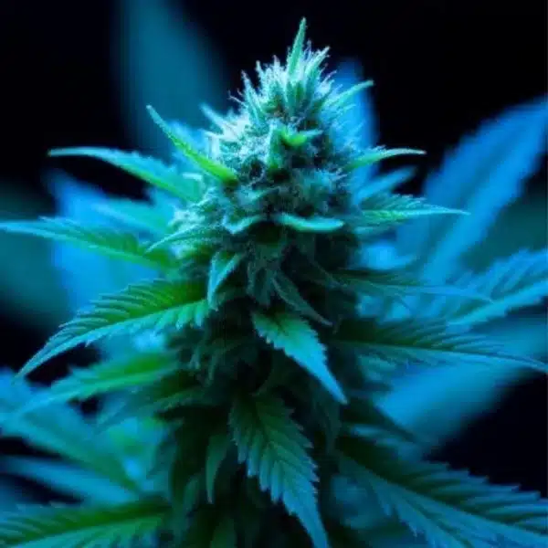 Close-up of a citrus circus strain plant with vibrant green leaves and a dense flowering top, illuminated in blue lighting.