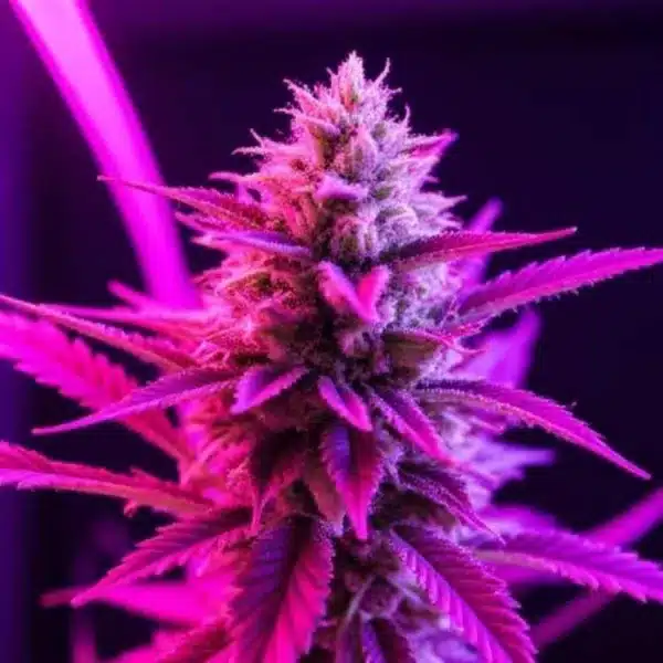 Close-up of a vibrant pink sherbet strain illuminated in pink and purple light, showcasing its detailed buds and leaves.